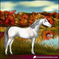Horse Color:White Spotted Bay Dun Rabicano and White Spotted Bay Dun Rabicano