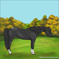 Horse Color:Black Tobiano