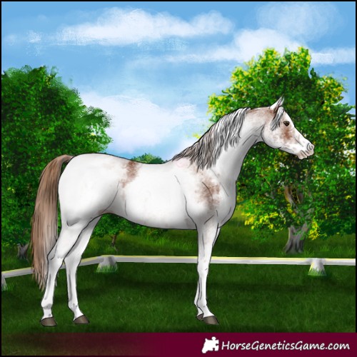 Horse Color:White Spotted Chestnut
