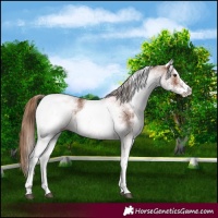 Horse Color:White Spotted Chestnut 