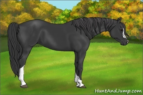 Horse Color:Black 