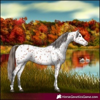 Horse Color:Bay Near Leopard 