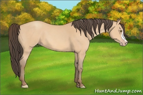 Horse Color:Amber Champagne