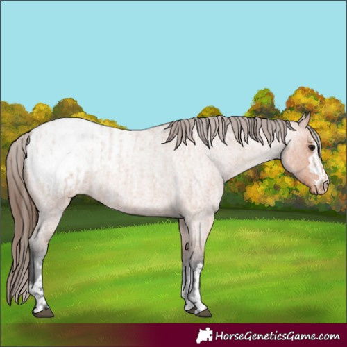 Horse Color:Bay Roan Appaloosa  and Bay Roan Appaloosa 