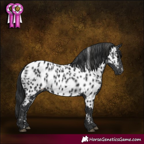Horse Color:Black Appaloosa  and Black Appaloosa 