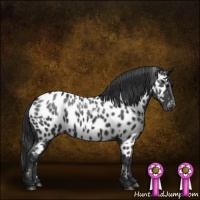 Horse Color:Black Appaloosa  and Black Appaloosa 