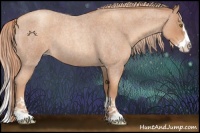 Horse Color:Gold Champagne Roan Splash 
