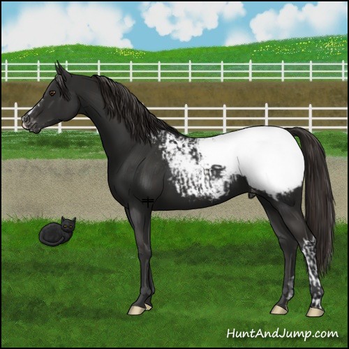 Horse Color:Liver Chestnut Appaloosa  and Liver Chestnut Appaloosa 