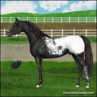Horse Color:Liver Chestnut Appaloosa  and Liver Chestnut Appaloosa 