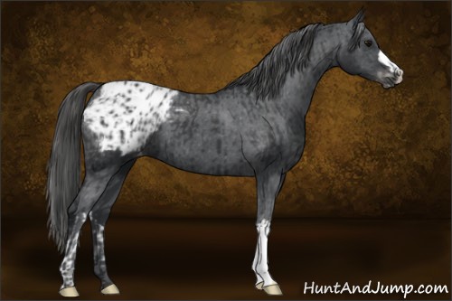 Horse Color:Black Appaloosa  and Black Appaloosa 