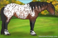 Horse Color:Brown Appaloosa  and Brown Appaloosa 