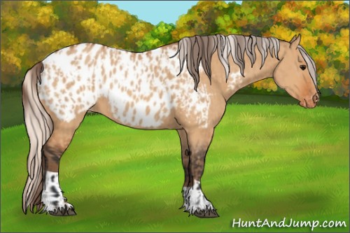 Horse Color:Bay Dun Appaloosa  and Silver Bay Dun Appaloosa 