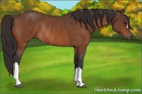 Horse Color:Buckskin Rabicano 