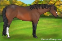 Horse Color:Bay 