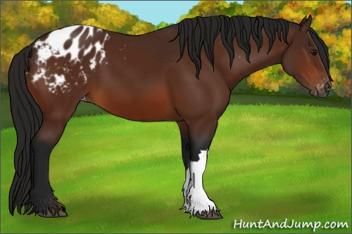 Horse Color:Gray Bay Appaloosa 