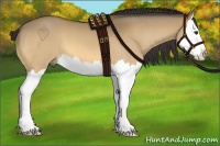 Horse Color:Buckskin Dun Splash
