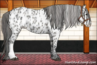 Horse Color:Black Appaloosa and Grullo Appaloosa