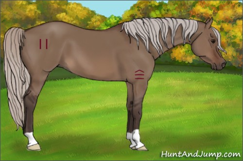 Horse Color:Silver Brown Dun