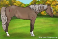Horse Color:Silver Brown Dun 