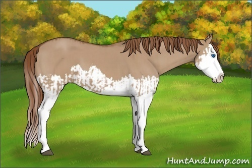 Horse Color:Red Dun Splash  and Red Dun Splash 