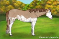 Horse Color:Red Dun Splash  and Red Dun Splash 