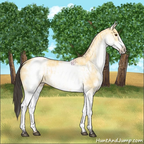Horse Color:White Spotted Buckskin Dun Rabicano  and White Spotted Buckskin Dun Frame Rabicano 