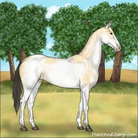 Horse Color:White Spotted Buckskin Dun Rabicano and White Spotted Buckskin Dun Frame Rabicano