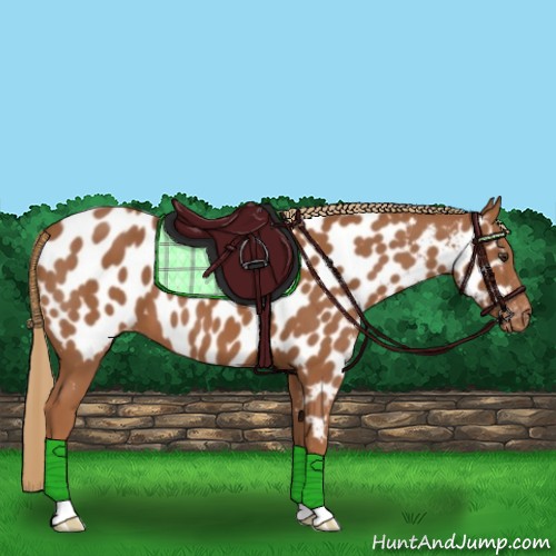 Horse Color:Chestnut Appaloosa 