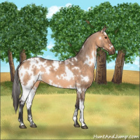 Horse Color:White Spotted Bay Dun