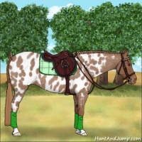 Horse Color:Red Roan Appaloosa 