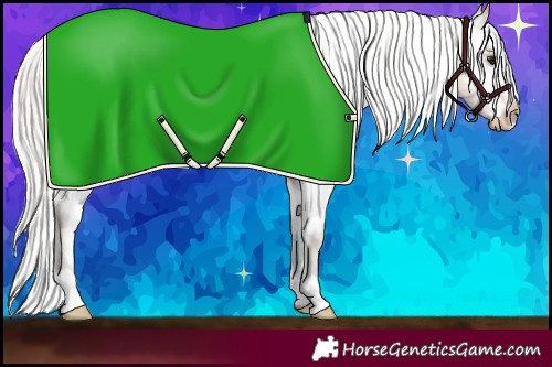 Horse Color:Silver Bay Appaloosa 
