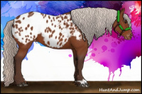 Horse Color:Silver Bay Appaloosa 