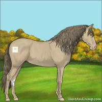 Horse Color:Classic Cream Champagne Sabino 