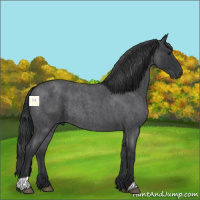 Horse Color:Blue Roan 