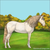 Horse Color:Buckskin Roan Pearl 