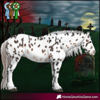 Horse Color:Brown Sabino Tobiano Appaloosa 