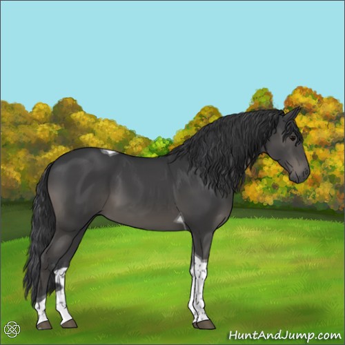 Horse Color:Black Tobiano 