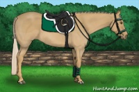 Horse Color:Palomino Roan 