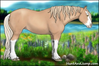 Horse Color:Gold Champagne Splash