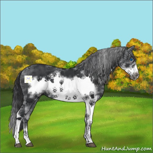 Horse Color:Black Sabino Frame