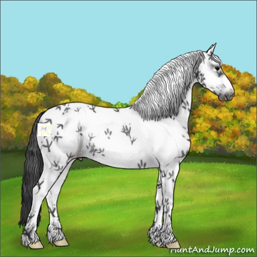 Horse Color:White Spotted Black Frame Rabicano