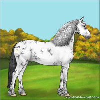 Horse Color:White Spotted Black Frame Rabicano 