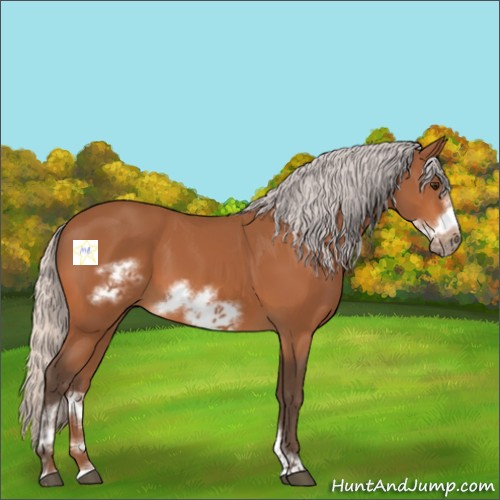 Horse Color:Silver Bay Sabino Frame 