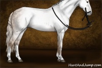 Horse Color:Gray Palomino Tobiano 