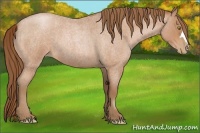 Horse Color:Bay Roan Pearl 