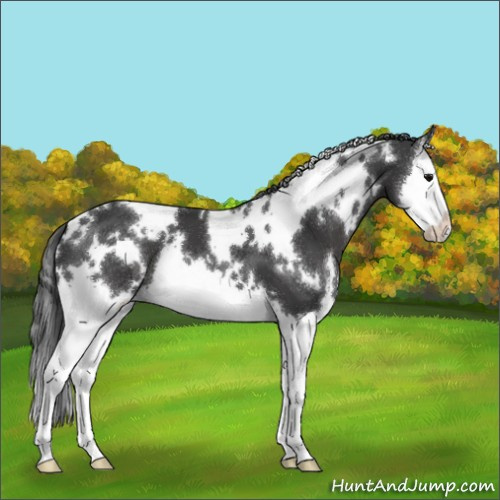 Horse Color:White Spotted Black Splash 