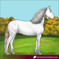 Horse Color:Brown Roan Splash Appaloosa Rabicano 