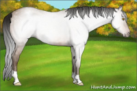 Horse Color:Gray Amber Champagne Appaloosa Rabicano 
