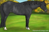 Horse Color:Black Appaloosa Rabicano