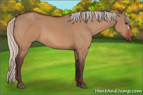 Horse Color:Silver Bay Dun